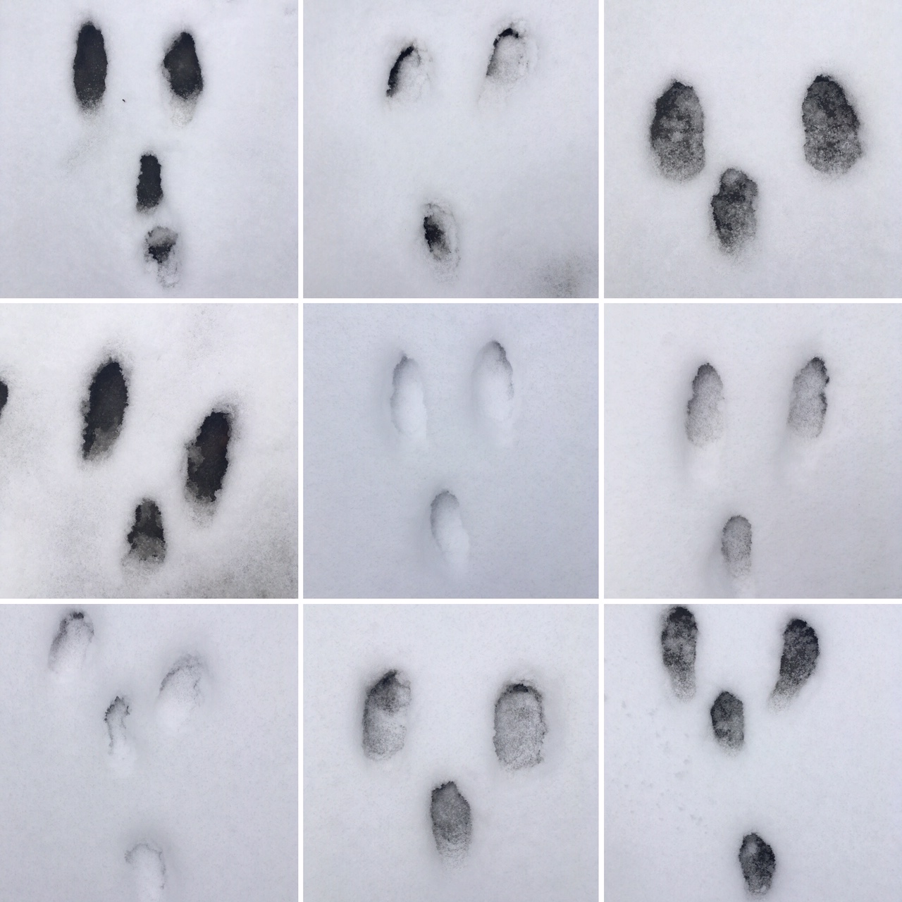 Yhdeksään ruutuun jaettu kuva. Ruuduissa kuvia jäniksen jäljistä lumessa.