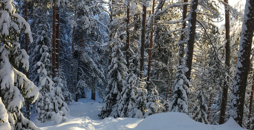 Luminen metsämaisema.