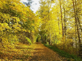 Kuvan keskellä hiekkatieppolku ja sivuilla paljon syksyn ruskassa olevia puita.