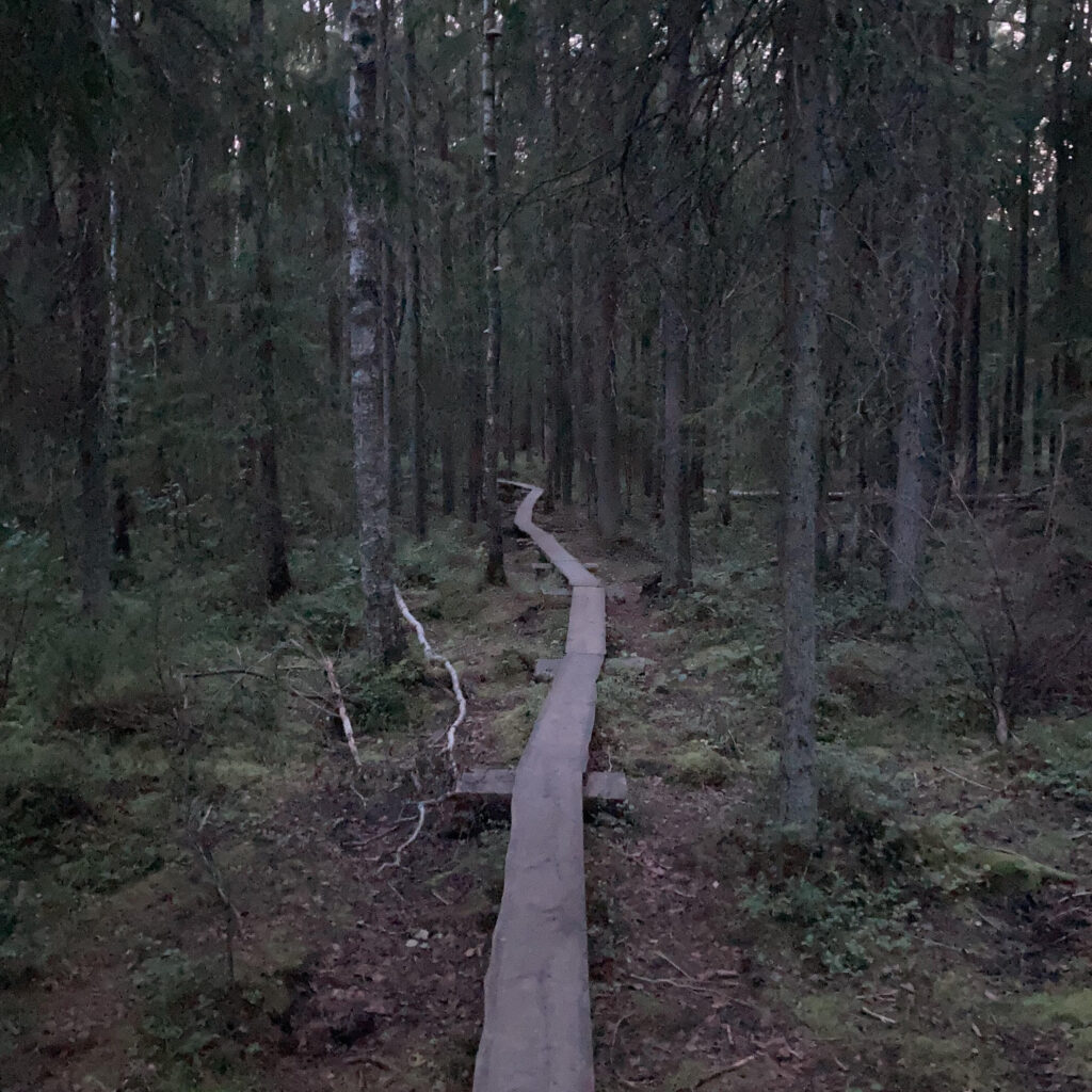 Metsämaisema, jonka keskellä menee pitkospuupolku